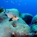 snapper_midnight_jr_h_0705_png0418.jpg